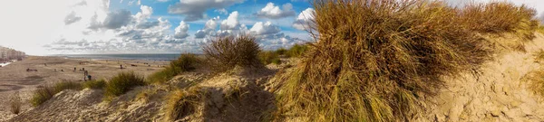 Highangle Panorama Dune Sawgrass Beach Koksijde Belgian Coast Warm Autumnal — Zdjęcie stockowe