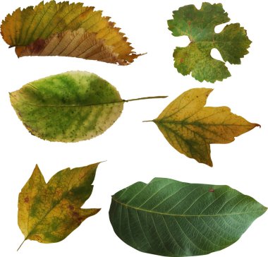 Sonbahar yaprakları vektör tasarımında. Kasım. Düş! Düşen yapraklar