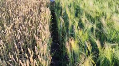 Ukrayna 'da bir kız arpa ve buğday arasında zarif bir şekilde yürür. Ukrayna doğasının yıkama ve güzelliğinin tadını çıkarıyor.