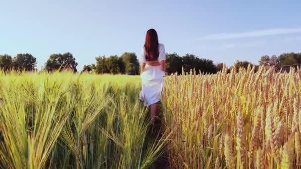 女の子はウクライナの大麦と小麦の間を優雅に歩く ウクライナの自然の洗浄と美しさをお楽しみください — ストック動画