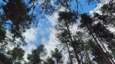 Yeşil ağaç zeminli mavi gökyüzü. Arkaplanda yeşil ağaçlar Aşağıdan yukarıya gökyüzü görüntüsü