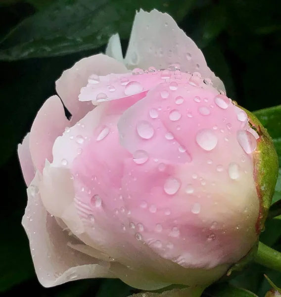 Beautiful Pink Rose Dew Drops — Stock Photo, Image