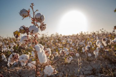 Pamuk güneşe ve suya bayılır. Dünyanın en eski tarım kültürlerinden biri, ne yazık ki bu da Dünya 'yı çabucak yok ediyor..