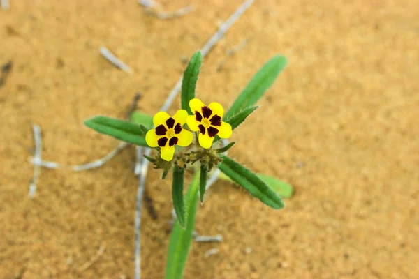 Vacker Arnebia Art Fleråriga Örtartade Växter Släktet Arnebia Familjen Boraginaceae — Stockfoto