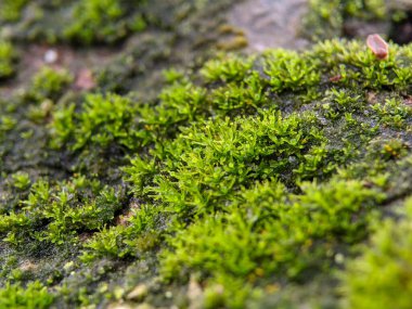 Bahçede yeşil yosun dokusu var.