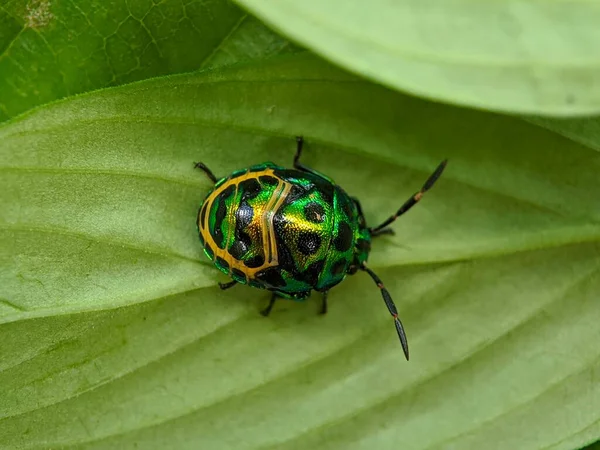 Macro Inseto Joia Bug Folhas Verdes — Fotografia de Stock