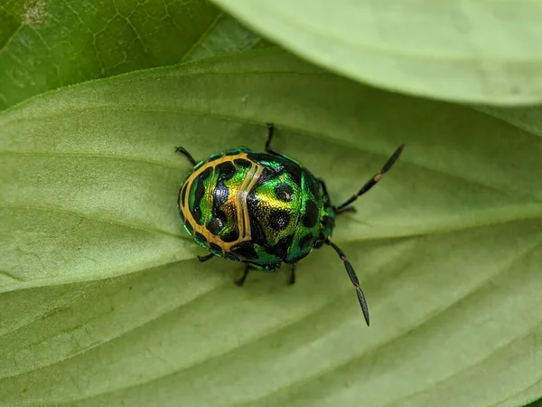 Makro Eines Juwelenkäfers Auf Grünen Blättern — Stockfoto