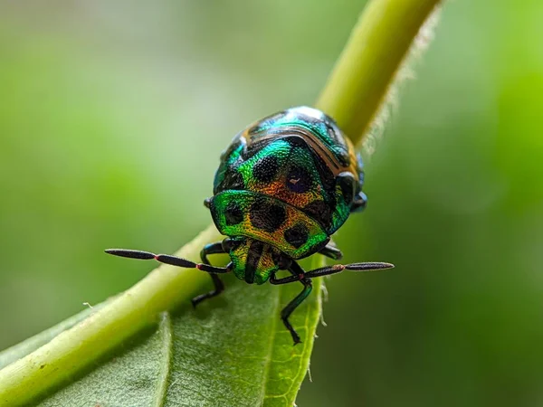 Macro Inseto Joia Bug Folhas Verdes — Fotografia de Stock