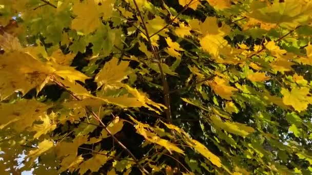 Podzimní Oranžový List Větev Během Slunečního Svitu — Stock video