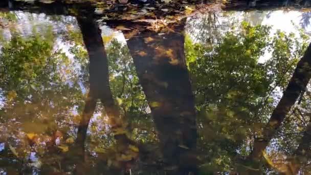 Осіннє Відео Річка Вода Апельсиновим Листям Озері — стокове відео