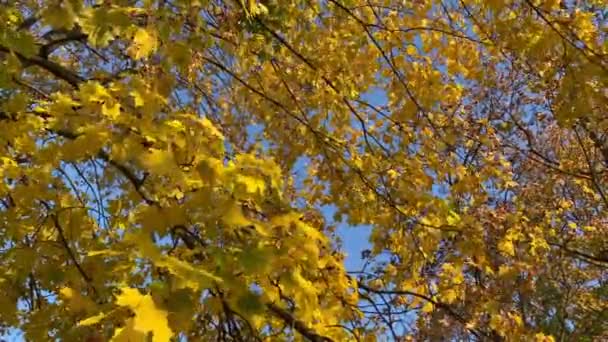 Осінній Апельсиновий Лист Гілка Під Час Сонця — стокове відео