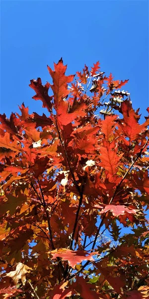 Contrast of autumn colors. Clear blue sky and various shades of red in the branches of oak leaves.
