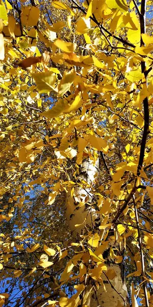黄金の秋 晴れた秋の朝 白樺の太陽の光は青空を背景に葉を出します — ストック写真
