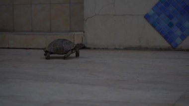 Bir kara kaplumbağası fayanslı bir patika boyunca yürür. 4 bin. belgesel