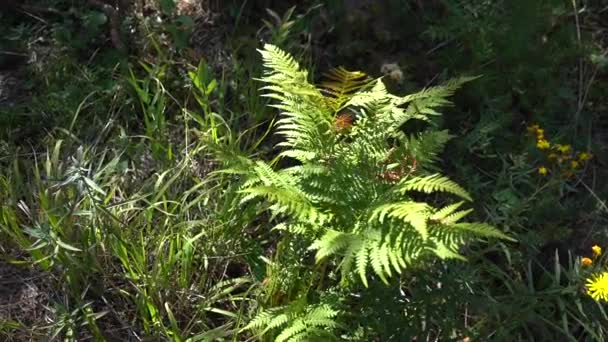 Zelená Kapradina Mýtině Lese Ozářená Sluncem Krásného Letního Dne Botanický — Stock video