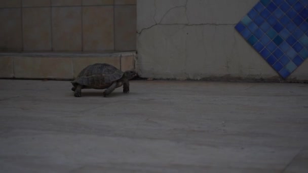 Una Tartaruga Terra Cammina Lungo Sentiero Piastrellato All Aperto Documentario — Video Stock