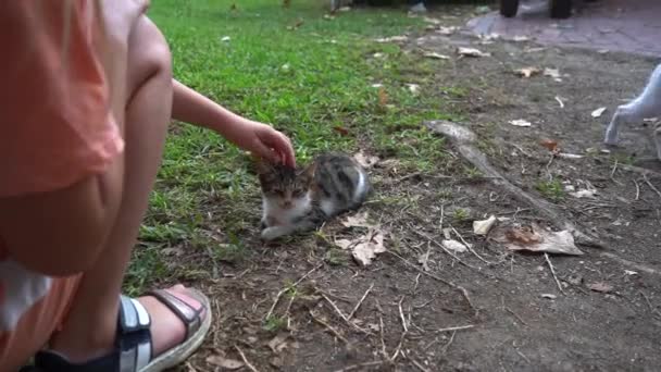 小女孩抚摸着躺在草坪上的小猫 流浪猫 家养的宠物 动物研究文献 — 图库视频影像