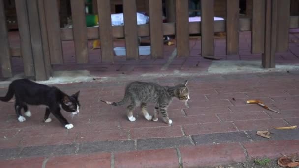 Молодые Котята Прогуливаются Тропинке Осматривая Окрестности Бездомные Кошки Домашние Животные — стоковое видео