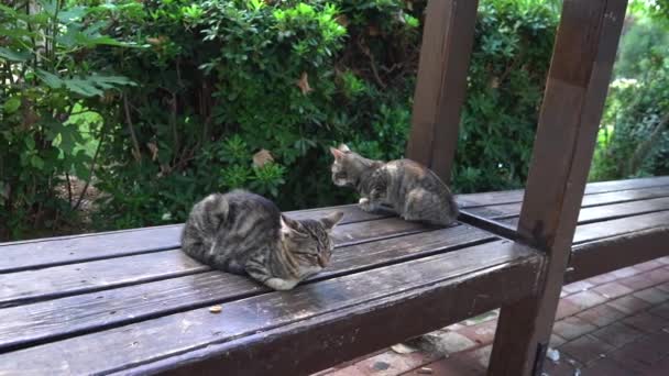 Młode Szare Kociaki Siedzące Ławce Parku Zbłąkane Koty Domowe Zwierzaki — Wideo stockowe