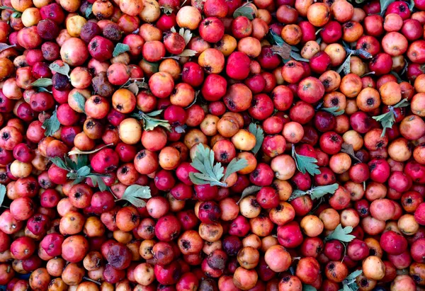 Real Food Backround Ripe Hawthorn Berries Display Farmer Market Top — Stock Photo, Image