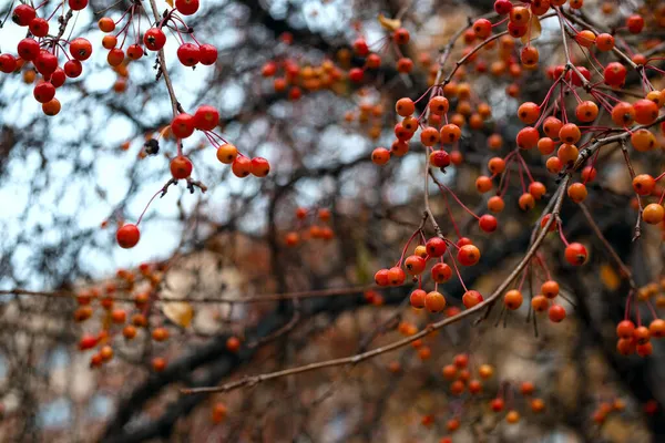 Echter Herbst Hintergrund Wilder Apfelbaum Trüben Herbsttagen Naturtexturen Rote Wildäpfel — Stockfoto