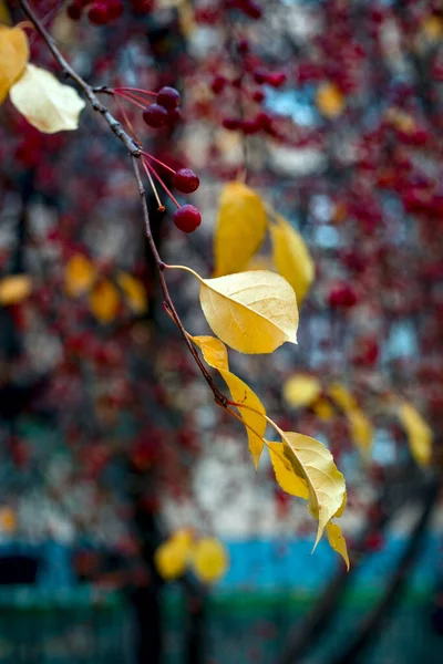 Real Fall Backround Wild Apple Tree Gloomy Autumn Day Nature — Stock Photo, Image