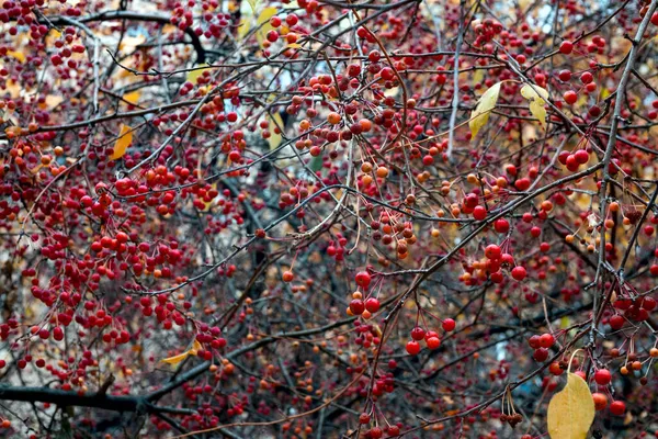 Prawdziwe Jesienne Zaplecze Dzika Jabłoń Ponury Jesienny Dzień Tekstury Przyrody — Zdjęcie stockowe