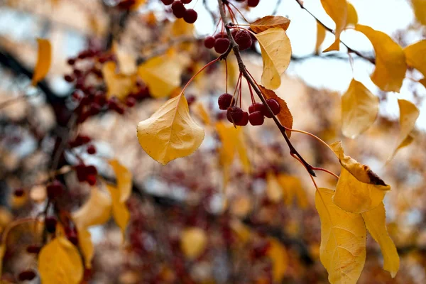 Echter Herbst Hintergrund Wilder Apfelbaum Trüben Herbsttagen Naturtexturen Rote Wildäpfel — Stockfoto