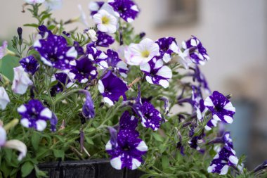 Mor çiçekli bir vazonun yakın çekimi.