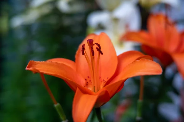 Primer Plano Una Flor Naranja — Foto de Stock