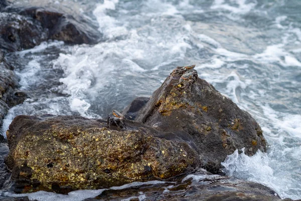 Crabs on rocks with waves