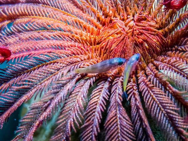 Underwater reef world. In the frame a close-up of Feather Star crinoid in red and purple colors with two litle fishes.