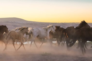 Çölde otlayan atları güderler.