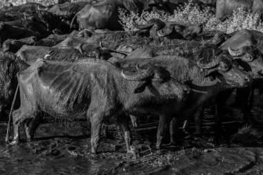 Suda bir bufalo sürüsü