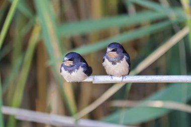 Şirin bir kuşun yakın plan fotoğrafı.