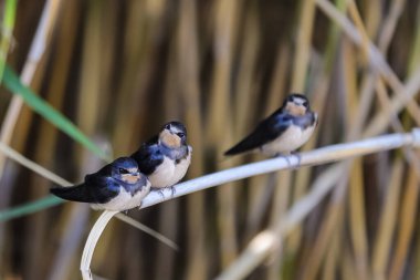 Bir ağacın dalında bir çift serçe.