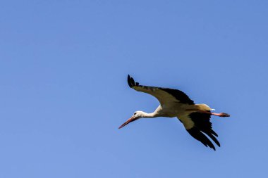 Gökyüzünde uçan beyaz leylek sürüsü