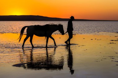 Güzel genç adam sahilde ata biniyor.