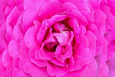 beyaz zemin üzerinde güzel pembe Gül çiçek