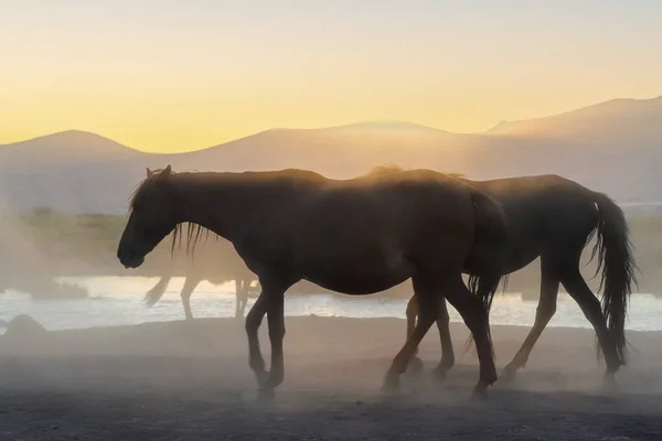beautiful horses and the sunrise on a background of a foggy sunset