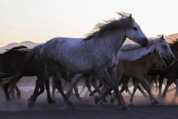 Belos Cavalos Deserto — Fotografia de Stock