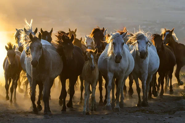 Коні Пустелі — стокове фото