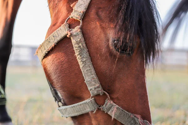 Cheval Dans Paddock — Photo