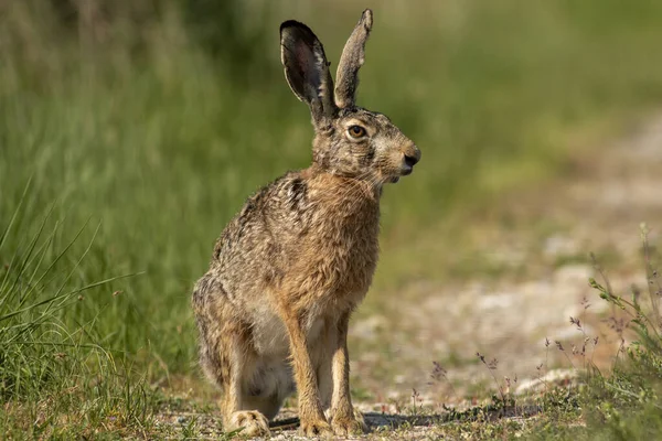 Europese Haas Smerige Weg — Stockfoto