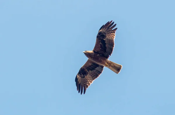 Booted Eagle Flying Sky — Stock fotografie