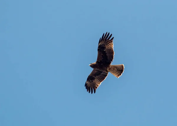 Booted Eagle Flying Sky — Stock fotografie