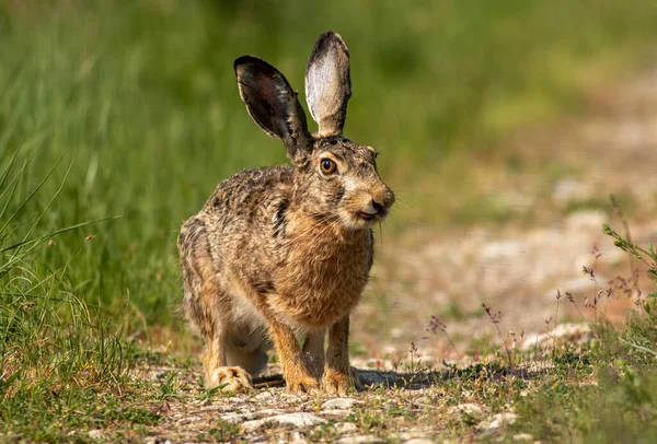 Europese Haas Smerige Weg — Stockfoto