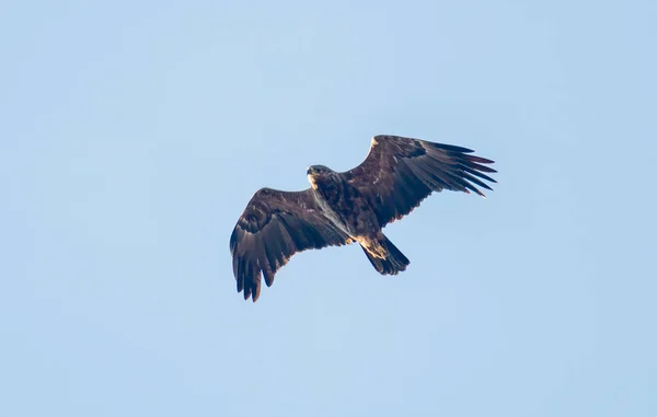 Menor Águia Manchada Voando Céu — Fotografia de Stock