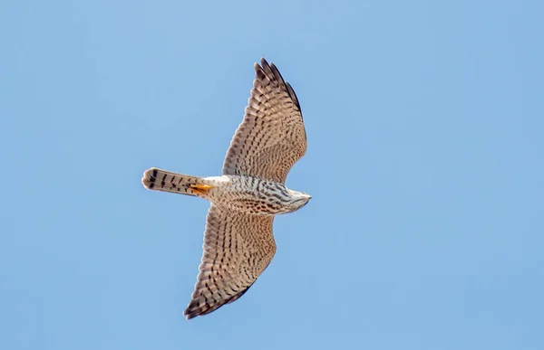 Levante Sparrowhawk Voando Céu — Fotografia de Stock