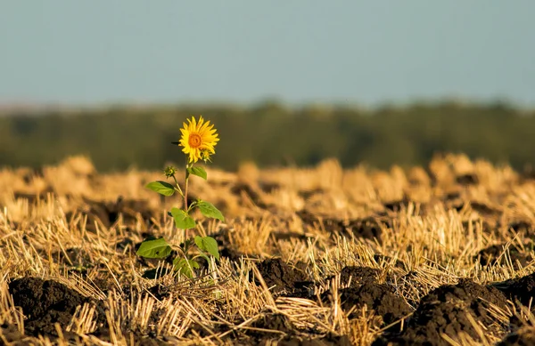 Ensom Solsikkeplante Engen – stockfoto